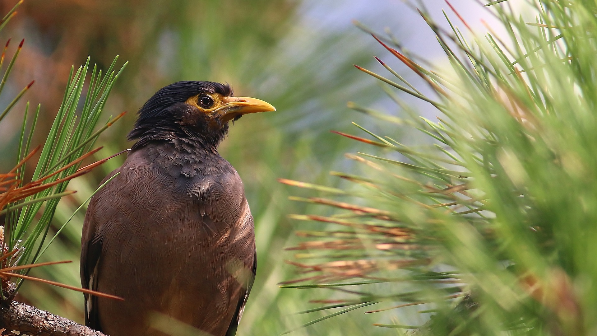 Common Myna